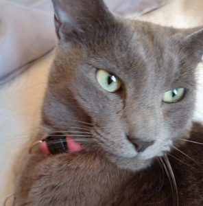 Meet your Posher, Jackson